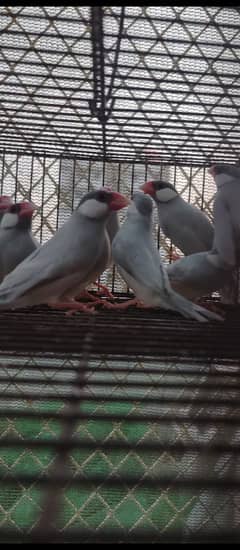 JAVA READY TO BREED | Frinch | White & Silver | 5 To 7 Month