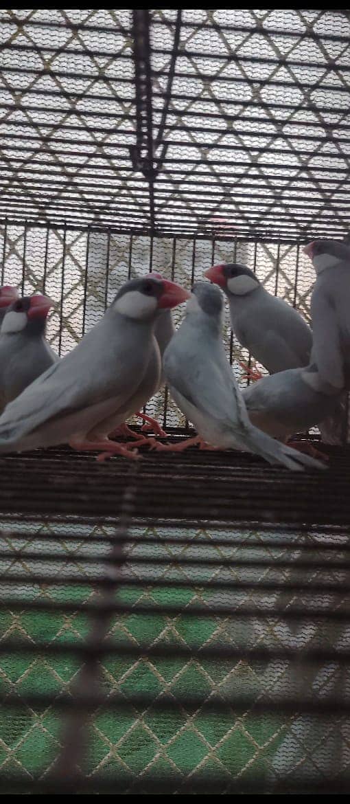 JAVA READY TO BREED | Frinch | White & Silver | 5 To 7 Month 0