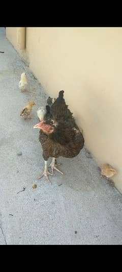 Aseel hen with 10 desi chicks 1 week k