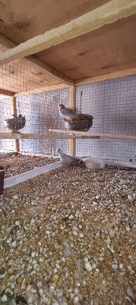 red dove breeder pairs 1