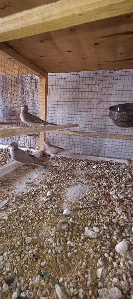 red dove breeder pairs 2