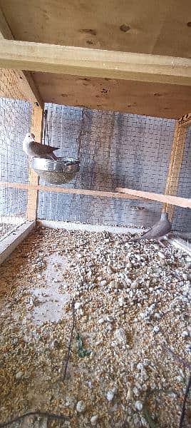 red dove breeder pairs 3