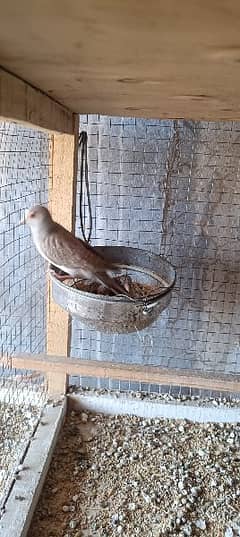 red dove breeder pairs