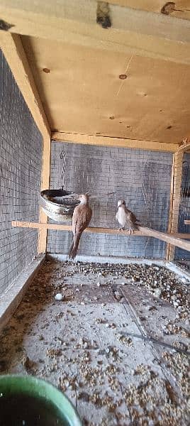 red dove breeder pairs 6