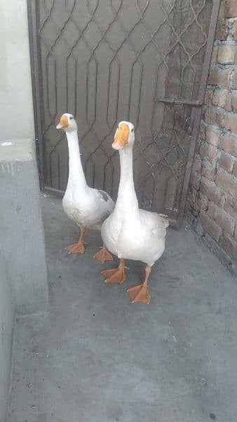 Duck pair for sale 0