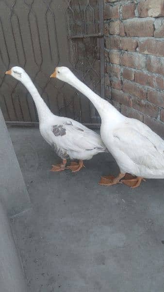 Duck pair for sale 1
