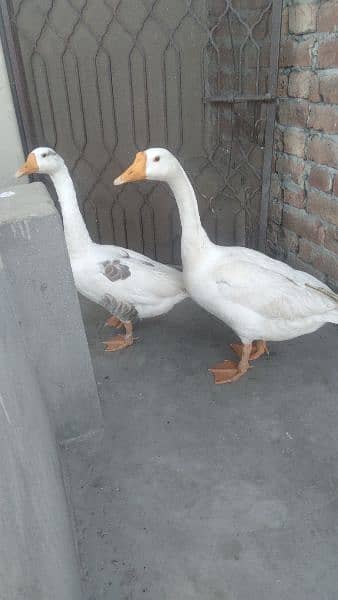 Duck pair for sale 2