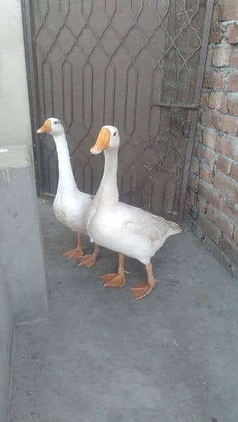 Duck pair for sale 3