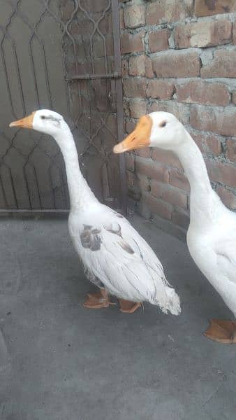 Duck pair for sale 4