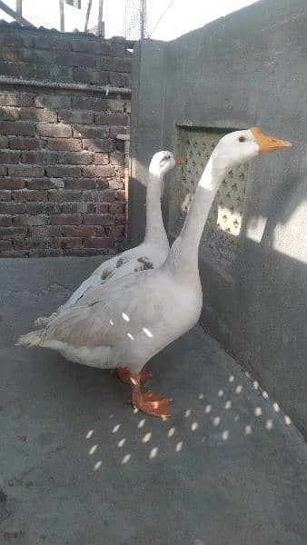 Duck pair for sale 5