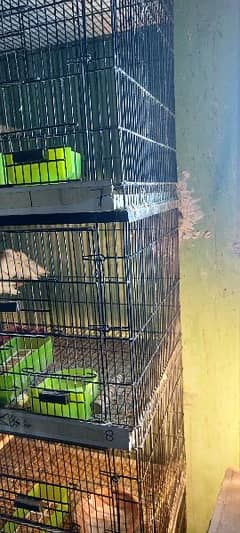 lovebird cage