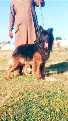 German Shepard long cout mail 5 mahnt for sale