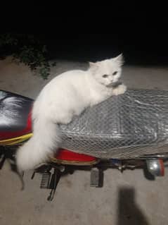 Persian adult female cat