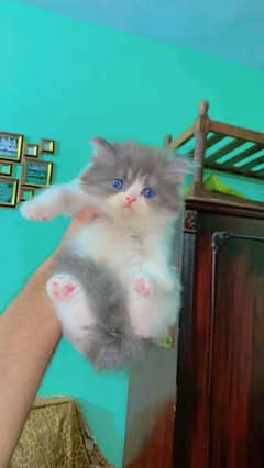 /pershian kitten/punch face kitten/triple coated cat