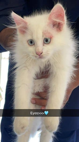 pure white cat Blue colour Eyes cat for sale 0