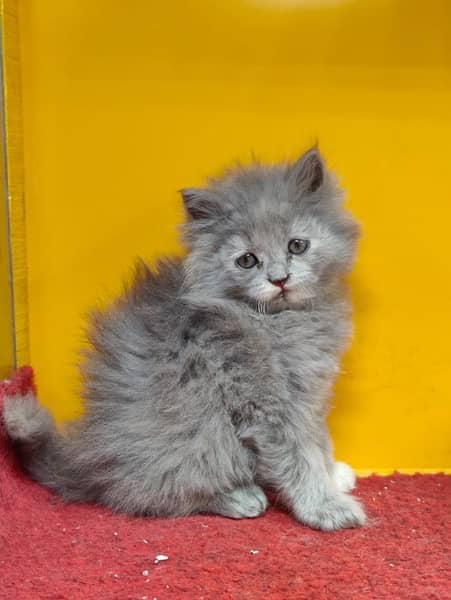 Persian cat/Persian kittens/triple coated/punch face 6