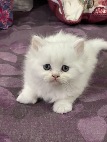 Persian cat/Persian kittens/triple coated/punch face 17