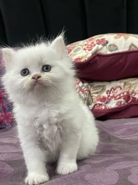 Persian cat/Persian kittens/triple coated/punch face 18