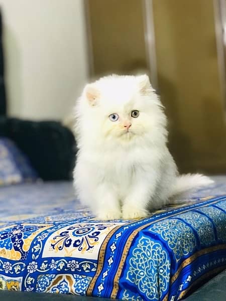 Persian cat/Persian kittens/triple coated/punch face 19