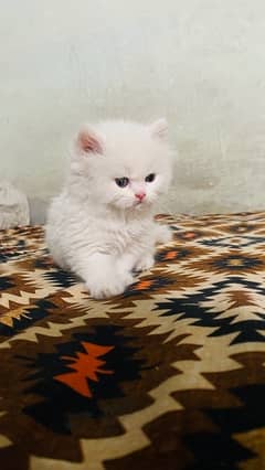 White persian kitten,Female white persian kitten,Punch face,Triplecoat