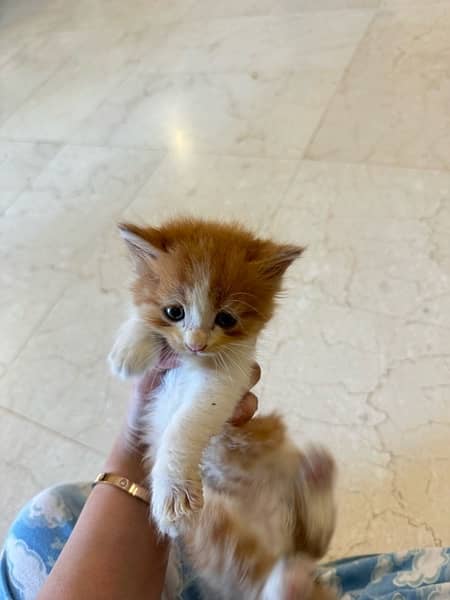 BI color Persian Female Kitten . FREE LITTER Tray 1