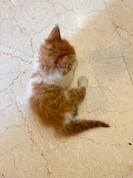 BI color Persian Female Kitten . FREE LITTER Tray 4