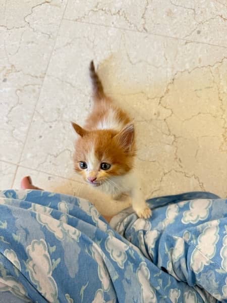 BI color Persian Female Kitten . FREE LITTER Tray 5