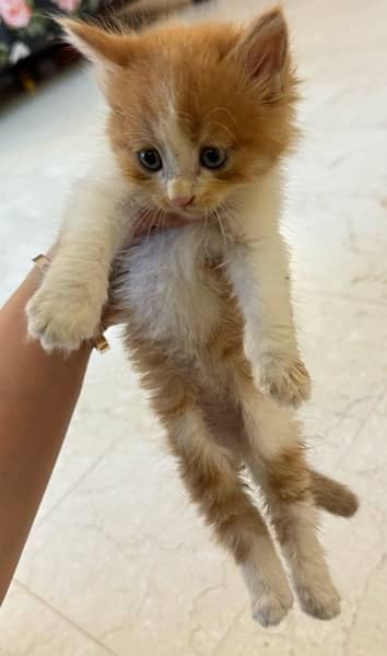 BI color Persian Female Kitten . FREE LITTER Tray 6