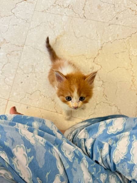 BI color Persian Female Kitten . FREE LITTER Tray 7