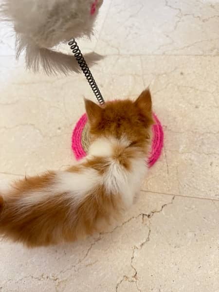 BI color Persian Female Kitten . FREE LITTER Tray 8