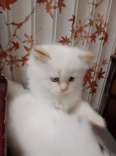 special Persian kitten for sale 0