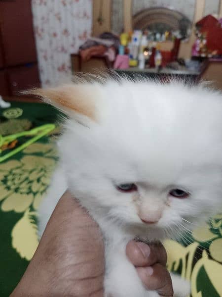 special Persian kitten for sale 1