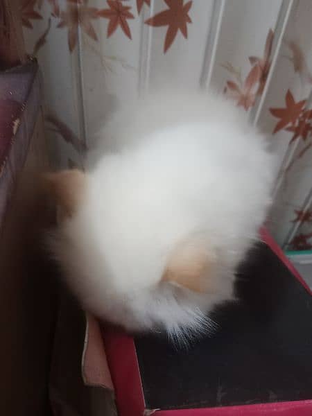 special Persian kitten for sale 5