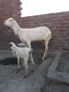 desi white bakri/goat with female kid 0