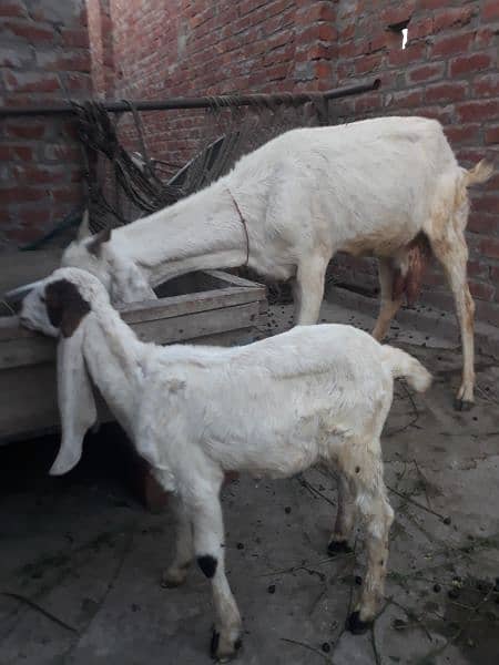 desi white bakri/goat with female kid 1