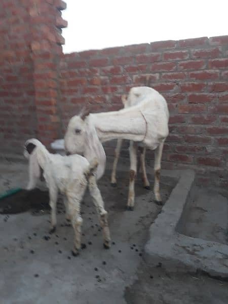 desi white bakri/goat with female kid 2