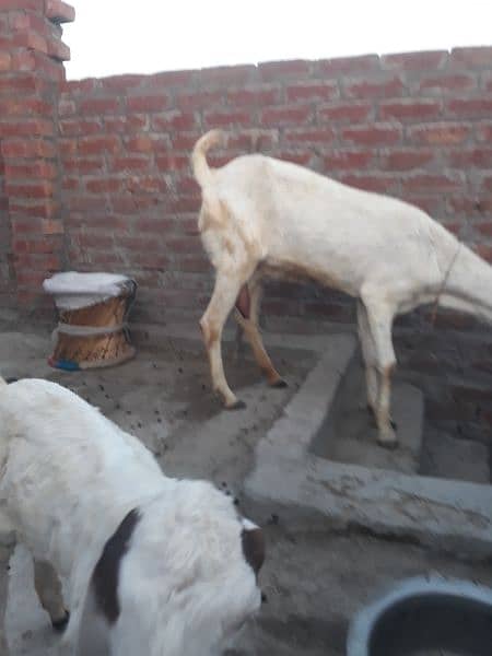 desi white bakri/goat with female kid 3