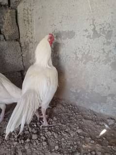 white nok nlii patha available for sale location rawalpindi