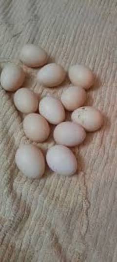 fertile eggs aseel mianwale aseel lassani 0