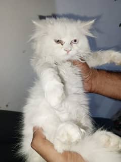 Pure Persian Kittens
