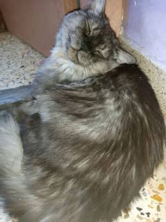 fluffy Persian Female cat gray