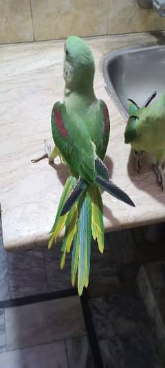 parrot chicks for sale