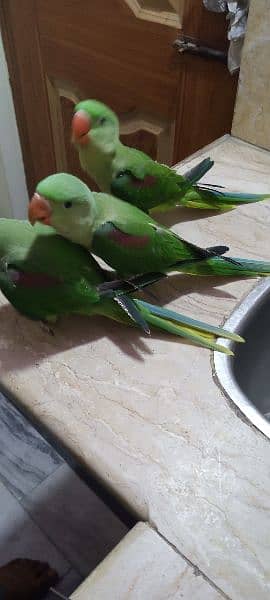 parrot chicks for sale 1