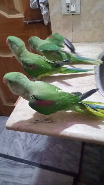 parrot chicks for sale 2