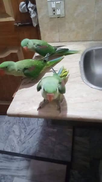 parrot chicks for sale 3
