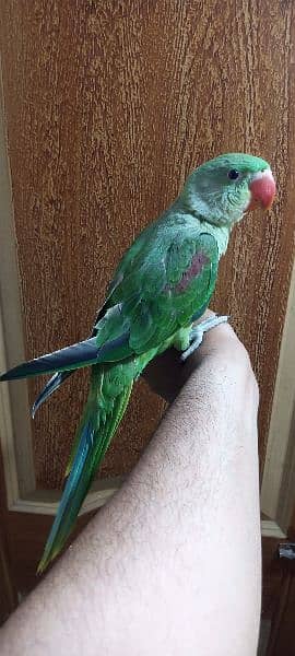 parrot chicks for sale 4