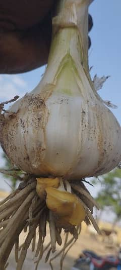 G1 garlic. . best quality. 900 /kg