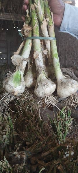 G1 garlic. . best quality. 700 /kg 1