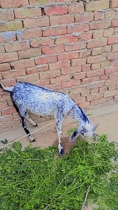 Bakra