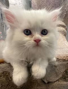 Persian cat / Cat / persian kitten / Triple coat kitten for sale